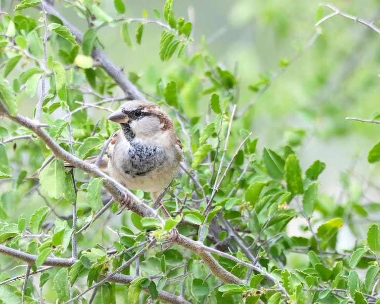 Beginner Tips for Backyard Birdwatching: A Guide to Enjoying Nature at Home